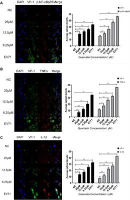 Corrigendum: Network pharmacology-based exploration identified the antiviral efficacy of Quercetin isolated from mulberry leaves against enterovirus 71 via the NF-κB signaling pathway